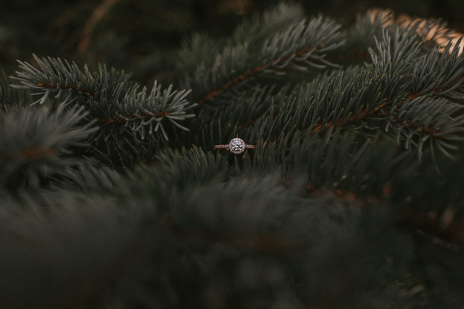 evergreen engagement photography, evergreen lake house, evergreen engagement photographer, summer engagement, midwest couple in the west, rose gold engagement ring